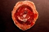 slice of wood  ARAUCARIOXYLON - Makay Formation - Trias - MADAGASCAR