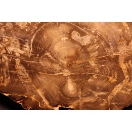 slice of wood  ARAUCARIA - Cretaceous - Australie