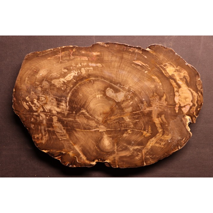 slice of wood  ARAUCARIA - Cretaceous - Australie