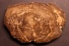 slice of wood  ARAUCARIA - Cretaceous - Australie