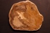 slice of wood MELALEUCA - Eocène - Stirling Range - Australia
