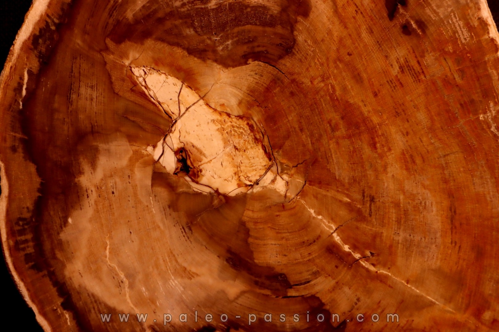 belle tranche de BOIS SILICIFIE: MELALEUCA - Eocène - Stirling Range - Australie