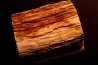 slice of wood CYPRES - Eocène - Saulx le Chartreux, Essonne, FRANCE