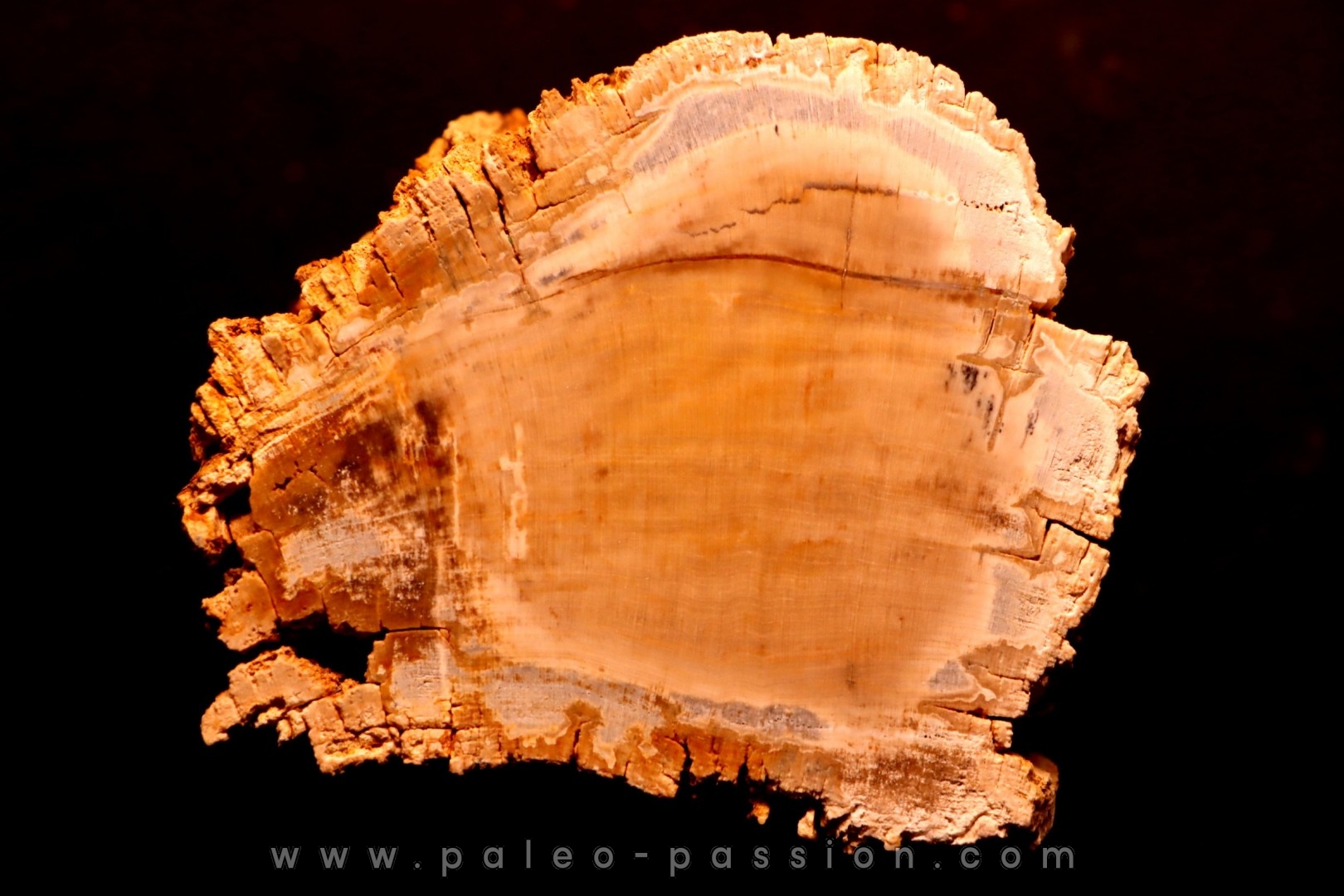 slice of wood CYPRES - Eocène - Saulx le Chartreux, Essonne, FRANCE