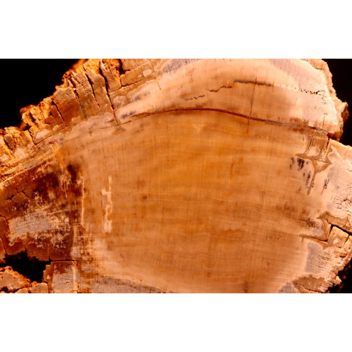 slice of wood  CYPRES - Eocène - Saulx le Chartreux, Essonne, FRANCE