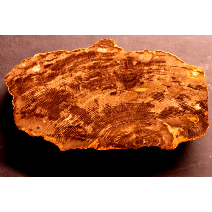 slice of wood  OAK QUERCUS - Deschutes River - Miocene - Oregon - USA