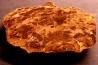 slice of wood OAK QUERCUS - Deschutes River - Miocene - Oregon - USA