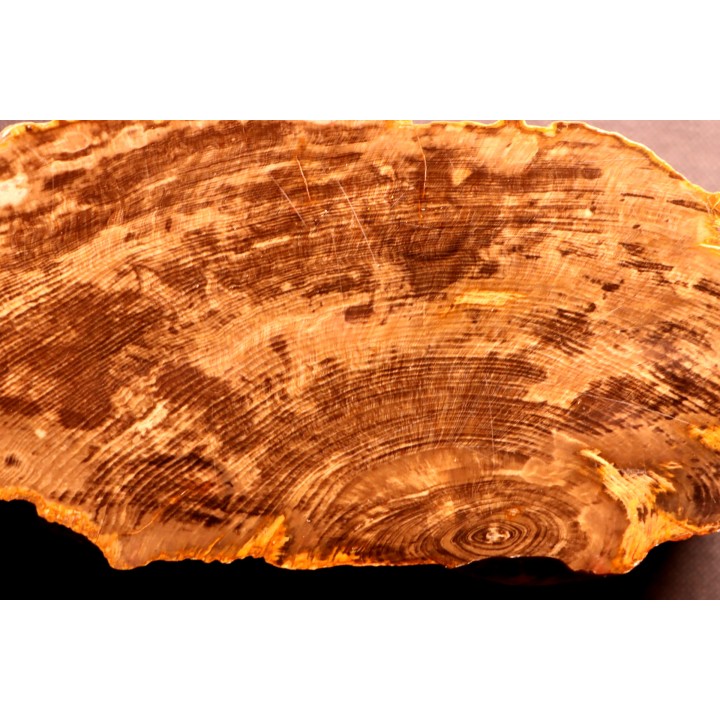 Belle tranche de BOIS SILICIFIE  CHENE QUERCUS - Deschutes River - Miocene - Oregon - USA