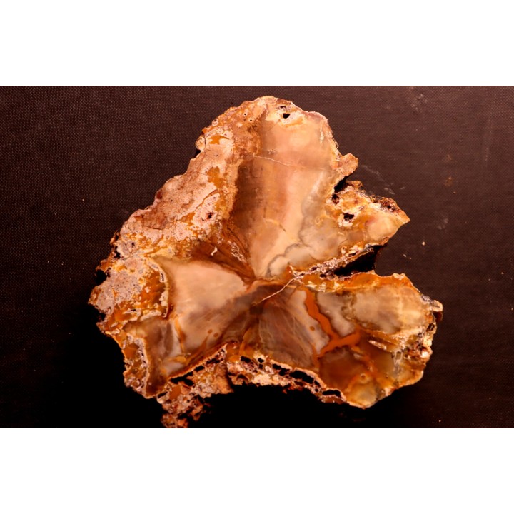 slice of wood - CONIFERE - Permian - Nouvelle Calédonie
