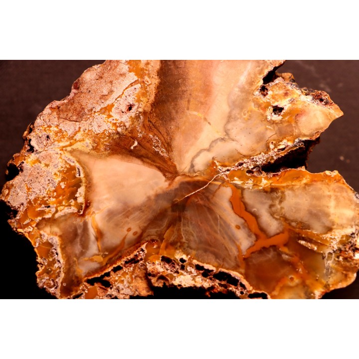 slice of wood - CONIFERE - Permian - Nouvelle Calédonie