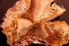 slice of wood - CONIFERE - Permian - Nouvelle Calédonie
