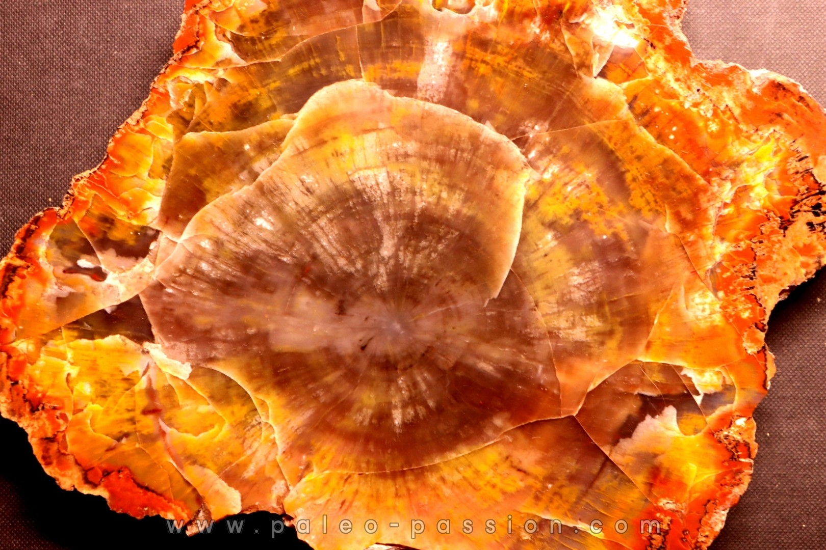 slice of wood ARAUCARIOXYLON Chinle Formation Trias ARIZONA - USA