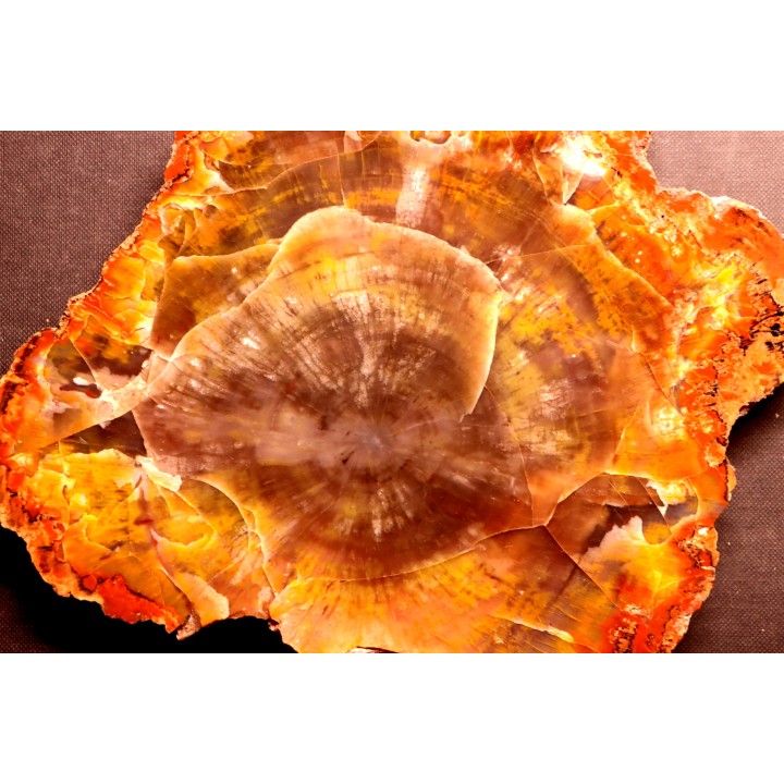 slice of wood  ARAUCARIOXYLON  Chinle Formation  Trias  ARIZONA - USA