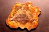 slice of wood ARAUCARIOXYLON Chinle Formation Trias ARIZONA - USA