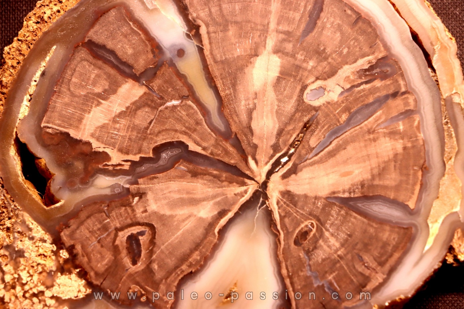 slice of wood SCHINOXYLON - Green River Fmt - Eocene - Sweetwater County, Wyoming, - USA
