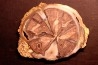 slice of wood SCHINOXYLON - Green River Fmt - Eocene - Sweetwater County, Wyoming, - USA