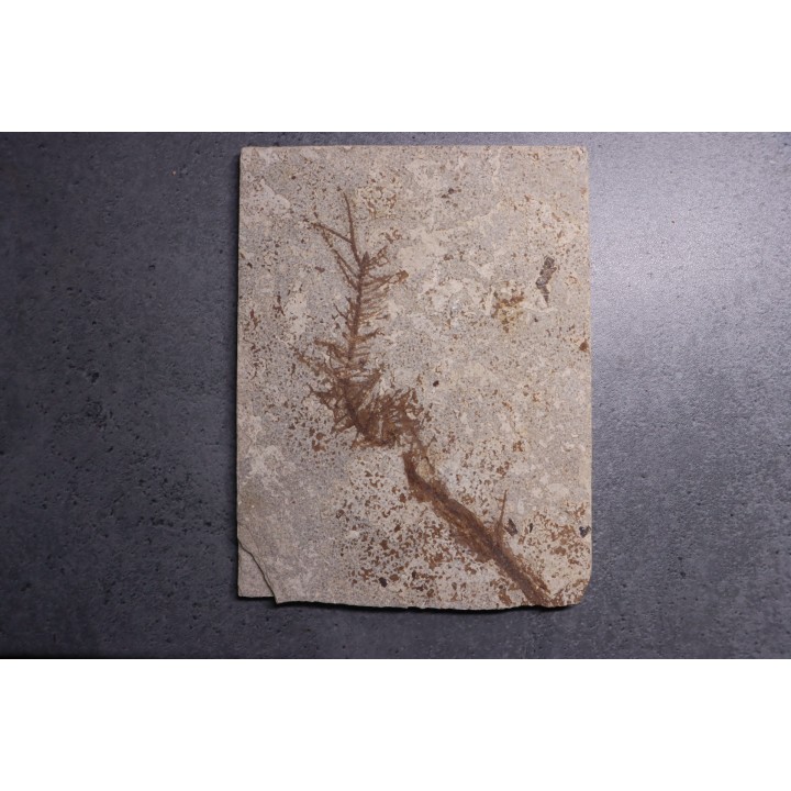 CERATOPHYLLUM MURICATUM - Eocène - green river fmt -18 inch layer - Kemmerer, Wyoming - USA