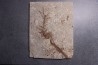 CERATOPHYLLUM MURICATUM - Eocène - green river fmt -18 inch layer - Kemmerer, Wyoming - USA