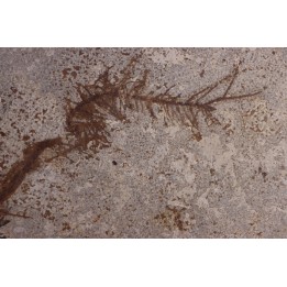 CERATOPHYLLUM MURICATUM - Eocène - Green river fmt-18 inch layer - Kemmerer, Wyoming - USA