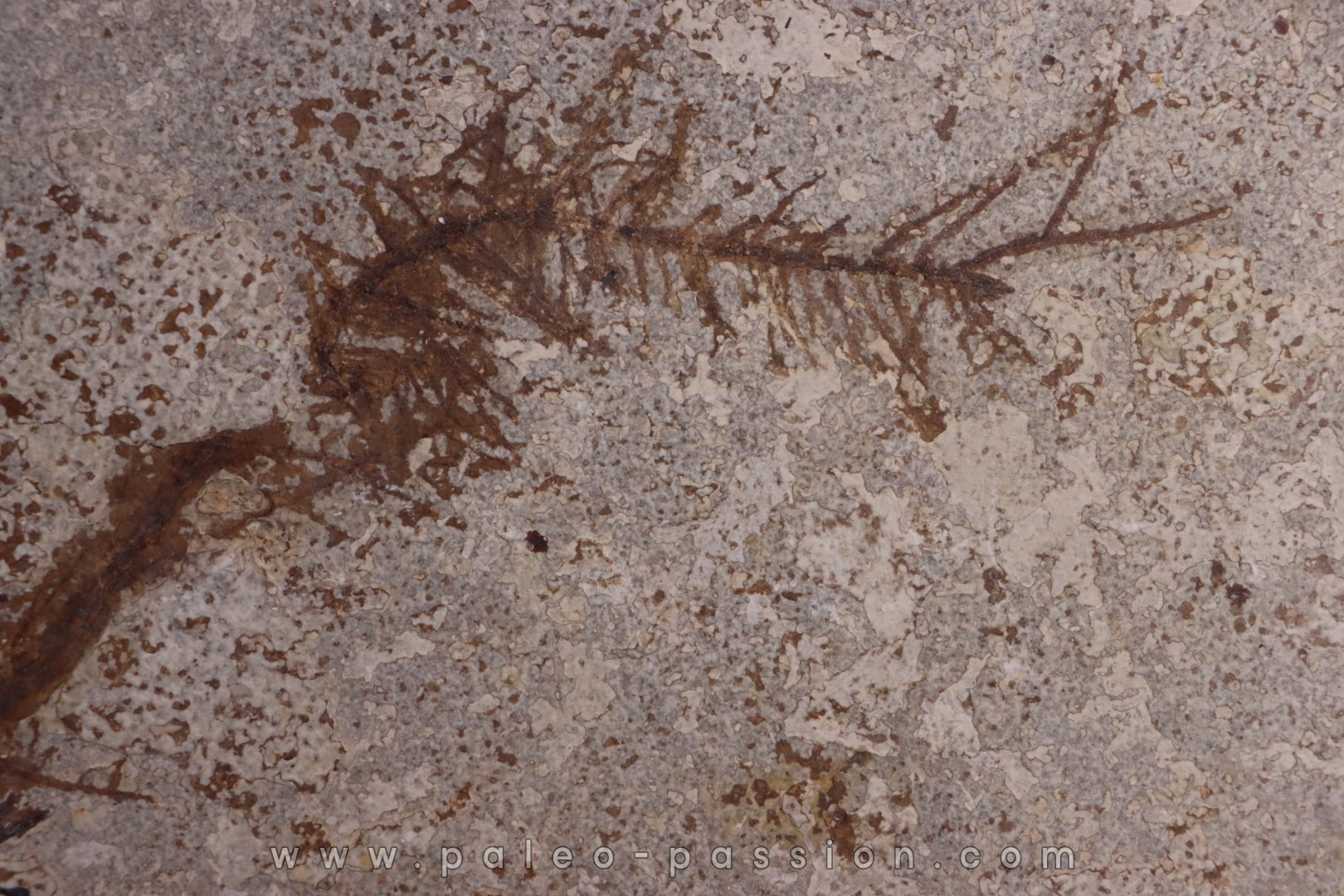 CERATOPHYLLUM MURICATUM - Eocène - green river fmt -18 inch layer - Kemmerer, Wyoming - USA