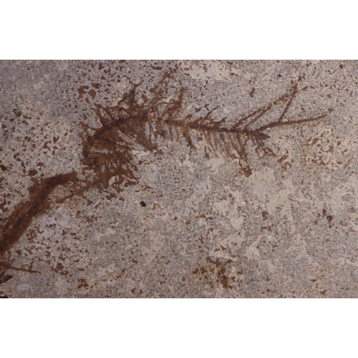 CERATOPHYLLUM MURICATUM - Eocène - green river fmt -18 inch layer - Kemmerer, Wyoming - USA