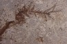 CERATOPHYLLUM MURICATUM - Eocène - green river fmt -18 inch layer - Kemmerer, Wyoming - USA
