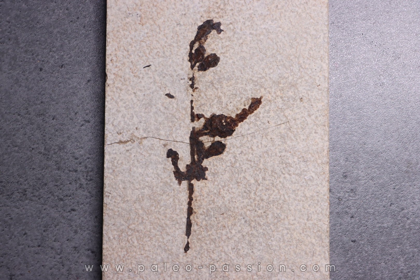 Lygodium kaulfissi - Eocène - green river fmt -18 inch layer - Kemmerer, Wyoming - USA