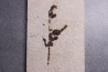 Lygodium kaulfissi - Eocène - green river fmt -18 inch layer - Kemmerer, Wyoming - USA