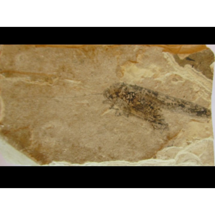 TETTIGONIA sp. - France -  Massif du Coiron - saint Bauzile