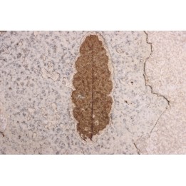 Rhus longipetiolata - Eocène - Green river fmt-18 inch layer - Kemmerer, Wyoming - USA