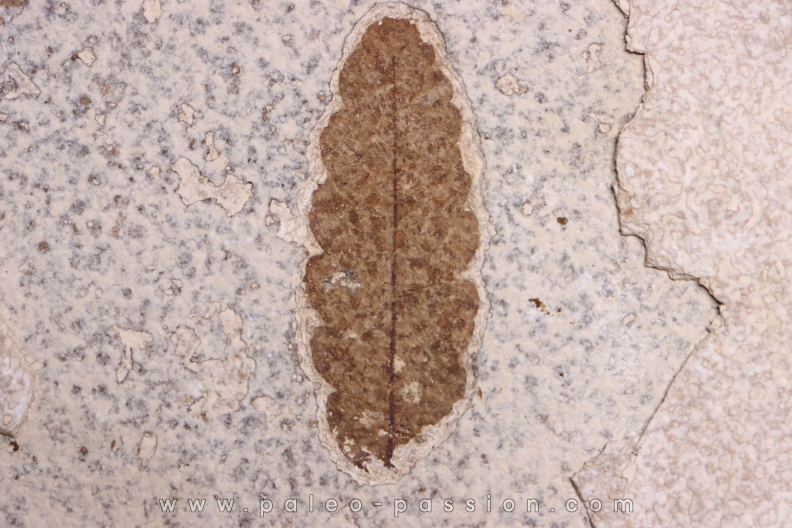 Rhus longipetiolata - Eocène - Green river fmt-18 inch layer - Kemmerer, Wyoming - USA