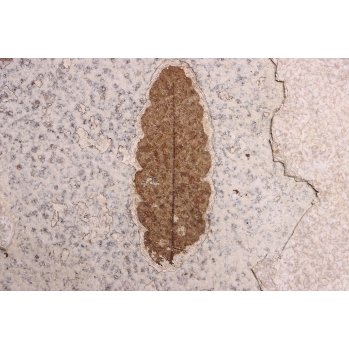 Rhus longipetiolata - Eocène - Green river fmt-18 inch layer - Kemmerer, Wyoming - USA