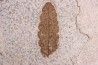 Rhus longipetiolata - Eocène - Green river fmt-18 inch layer - Kemmerer, Wyoming - USA