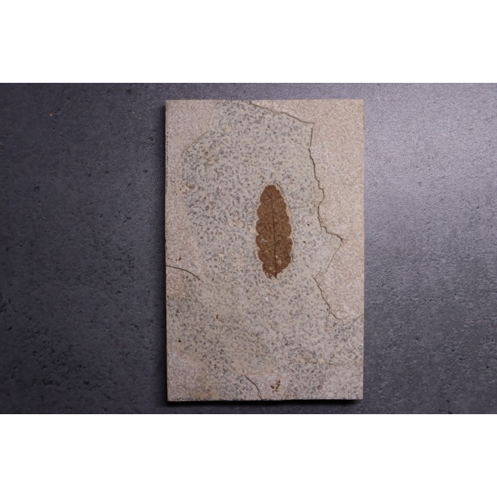 Rhus longipetiolata - Eocène - Green river fmt-18 inch layer - Kemmerer, Wyoming - USA