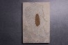 Rhus longipetiolata - Eocène - Green river fmt-18 inch layer - Kemmerer, Wyoming - USA