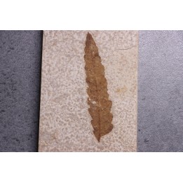Rhus longipetiolata - Eocène - Green river fmt-18 inch layer - Kemmerer, Wyoming - USA