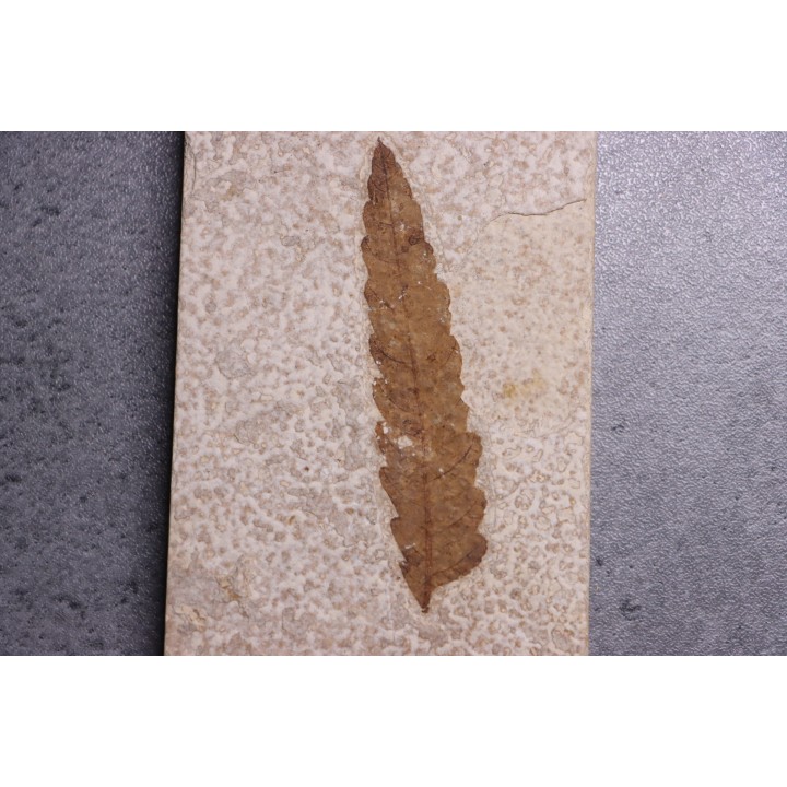 Rhus longipetiolata - Eocène - green river fmt -18 inch layer - Kemmerer, Wyoming - USA