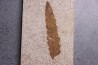 Rhus longipetiolata - Eocène - green river fmt -18 inch layer - Kemmerer, Wyoming - USA