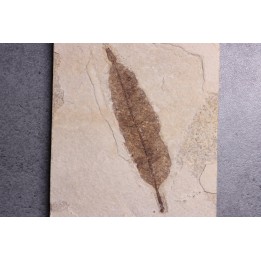 Allophylus flexifolia - Eocène - Green river fmt-18 inch layer - Kemmerer, Wyoming - USA