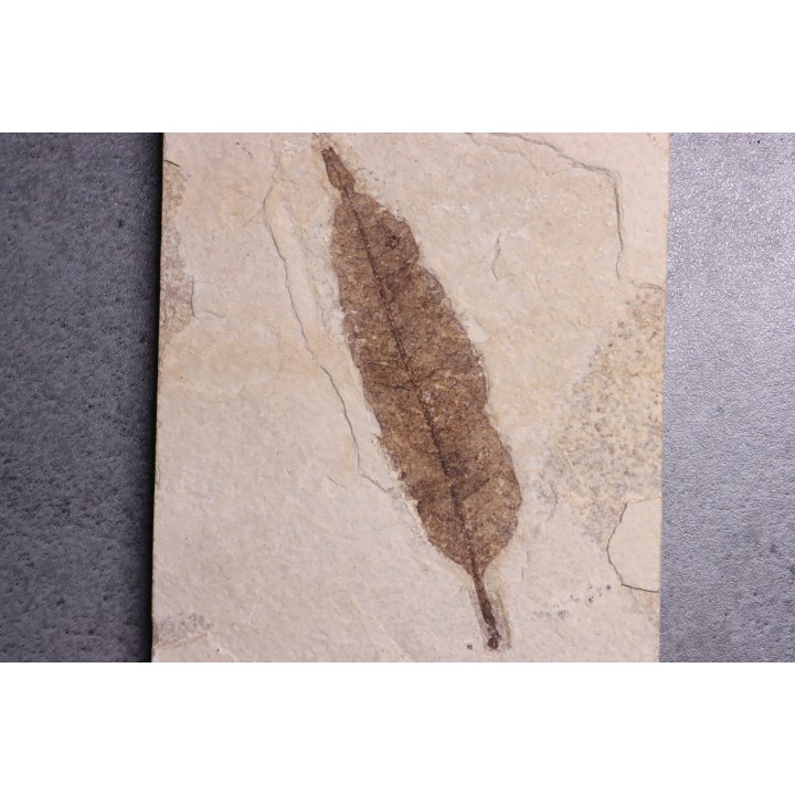Allophylus flexifolia - Eocène - green river fmt -18 inch layer - Kemmerer, Wyoming - USA