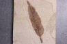 Allophylus flexifolia - Eocène - green river fmt -18 inch layer - Kemmerer, Wyoming - USA