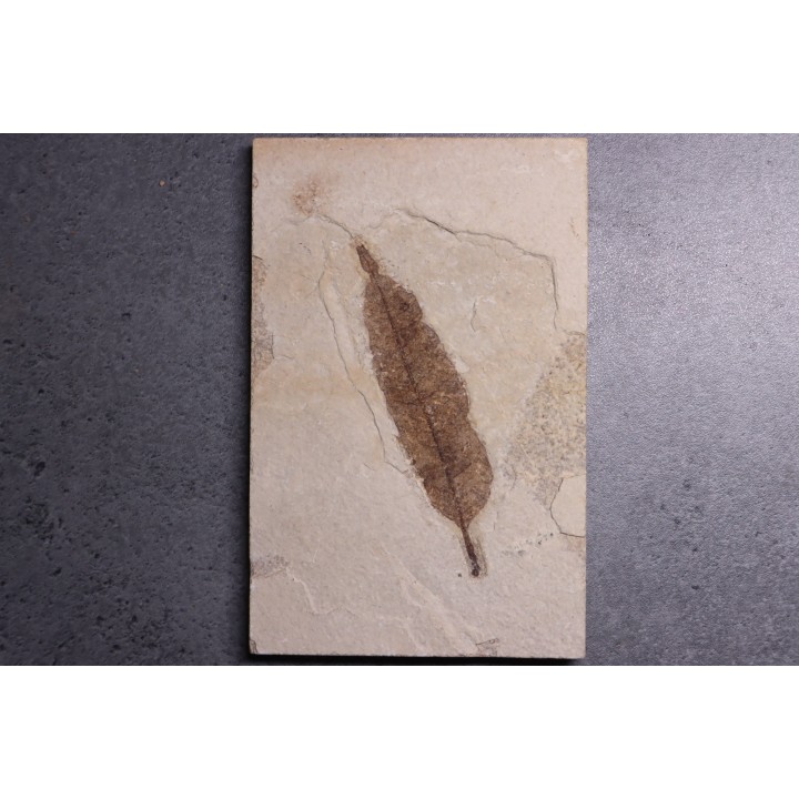 Allophylus flexifolia - Eocène - green river fmt -18 inch layer - Kemmerer, Wyoming - USA