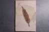 Allophylus flexifolia - Eocène - green river fmt -18 inch layer - Kemmerer, Wyoming - USA