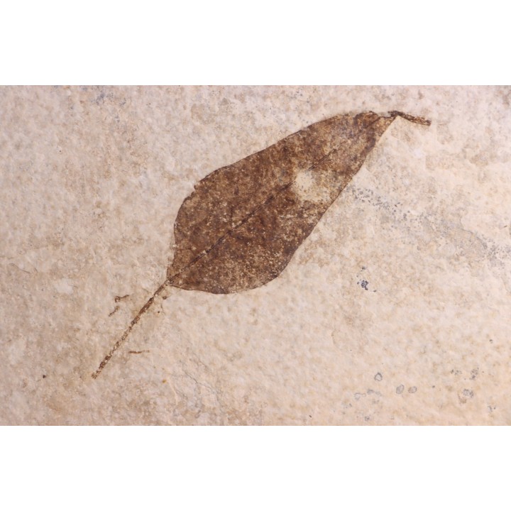 Populus wilmattae and Psidium sp. - Eocène - Green river fmt-18 inch layer - Kemmerer, Wyoming - USA