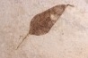 Populus wilmattae et Psidium sp. - Eocène - green river fmt -18 inch layer - Kemmerer, Wyoming - USA