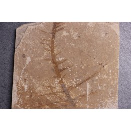CERATOPHYLLUM MURICATUM - Eocène - Green river fmt-18 inch layer - Kemmerer, Wyoming - USA