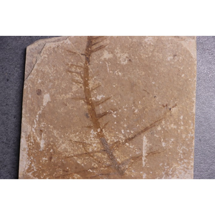 CERATOPHYLLUM MURICATUM - Eocène - green river fmt -18 inch layer - Kemmerer, Wyoming - USA