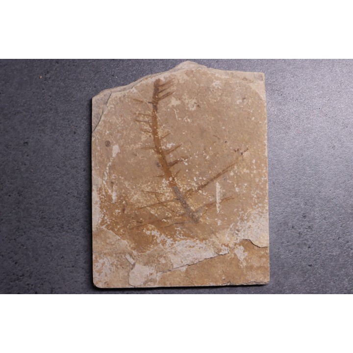 CERATOPHYLLUM MURICATUM - Eocène - green river fmt -18 inch layer - Kemmerer, Wyoming - USA