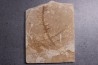 CERATOPHYLLUM MURICATUM - Eocène - green river fmt -18 inch layer - Kemmerer, Wyoming - USA