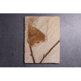 Populus wilmattae - Eocène - Green river fmt-18 inch layer - Kemmerer, Wyoming - USA